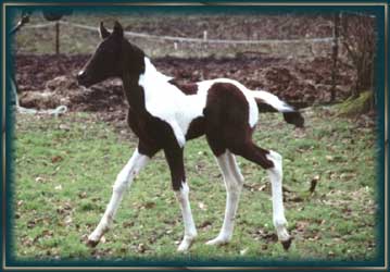 "Mulan" (3 Tage alt)