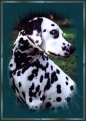 "Chapman vom Teutoburger Wald"