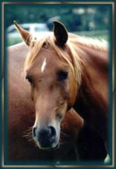 "Mahtab" (2 1/2 Jahre)