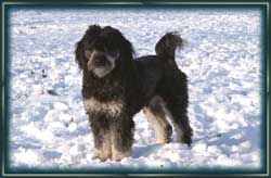 Unser Pudelmischling "Tapsi"