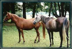 "Mahtab" mit ihrer Mutter "Moranah"