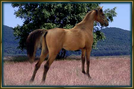 "Hakiba" (1 1/2 Jahre)