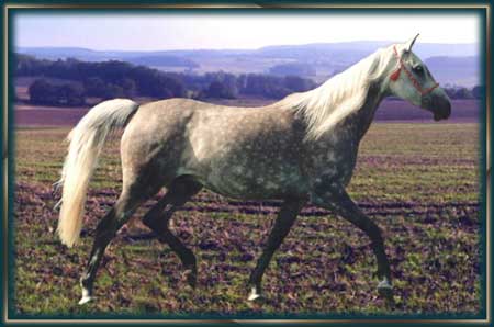 "Hannah Morafic" (12 Jahre)