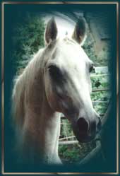 "Solo" mein erstes Pferd (19 Jahre)