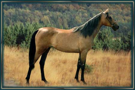 "Moranah" (1 1/2 Jahre)