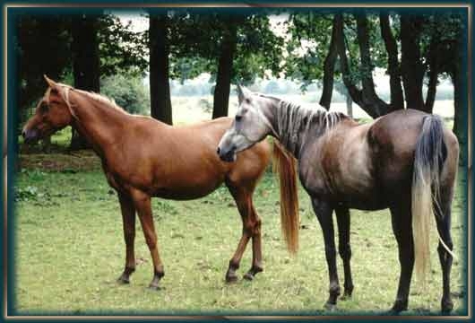 "Mahtab" (3 Jahre) mit Mama "Moranah" (8 Jahre)